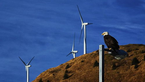 风力发电的双刃剑 权衡利弊与未来发展